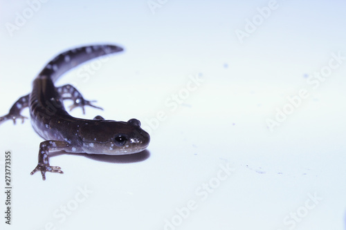isolated blue spotted salamander