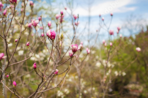 spring landscape with a beautiful magnolia tree with delicate pink flowers in park or garden.