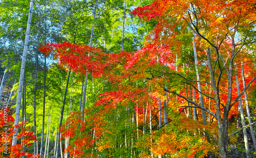 紅葉シーズン京都、竹林の中の紅葉