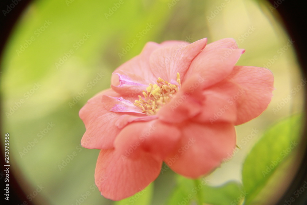 Beautiful Orange Rose flower. Beautiful Orange Rose flower.