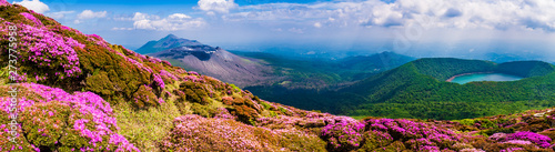 5月下旬霧島連山 韓国岳のミヤマキリシマの群生地 高千穂峰 新燃岳 大波池 桜島が望める