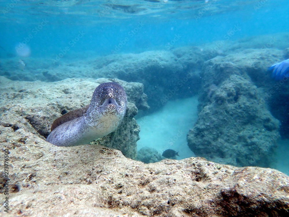 Eel Coral Hole Hanauma Bay