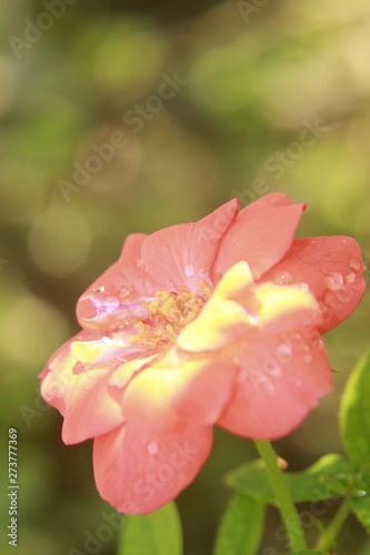 Beautiful rose flower background with copy space.