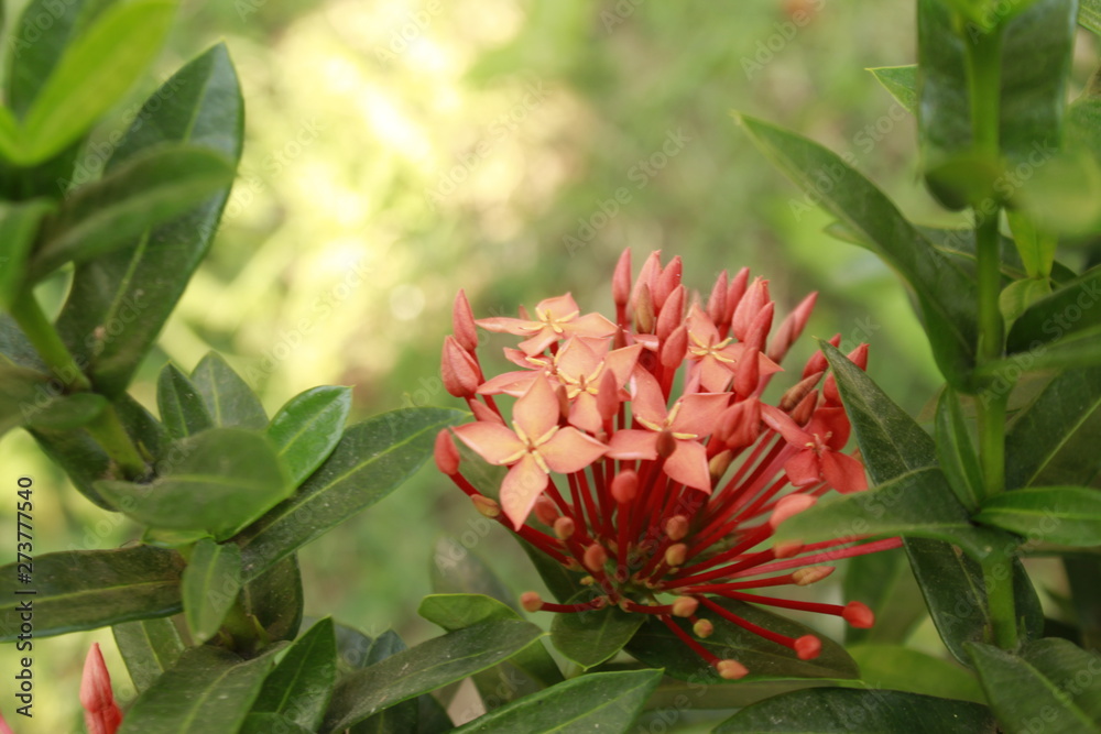 Ixora flower in garden Ixora flower in garden