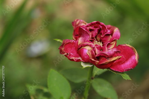 Dying red rose.