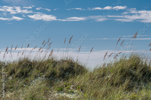 Fototapeta Naklejka Na Ścianę i Meble -  Sea Oats on Sand Dune