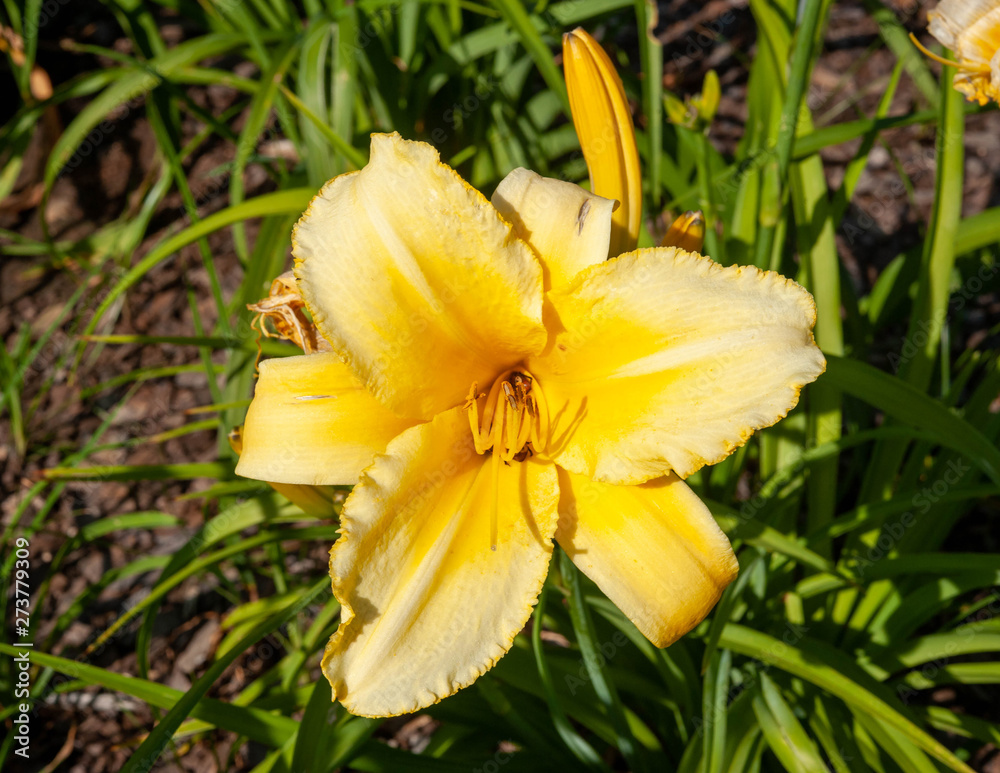 Iris Garden, Will Rogers Park, OKC Iris Garden, Will Rogers Park, OKC