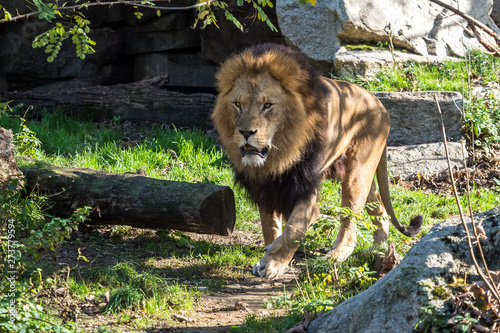 The lion, Panthera leo is one of the four big cats in the genus Panthera