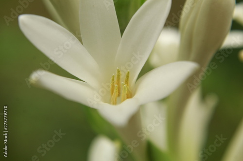 Photos close up of Agave amica, formerly Polianthes tuberosa flower, Tuberose on natural background