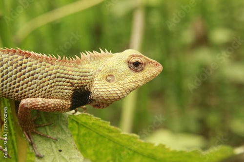 Indian Oriental Garden Lizard reptile species found on green plant.