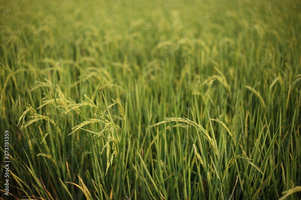 Obraz premium close up ripped rice seed. gold yellow color rice in a wet paddy traditional style plantation in Thailand.