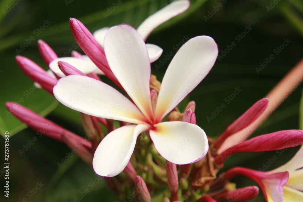 pink or purple white Plumeria (frangipani) Flowers Blooming with green leaves.Plumeria flowers on the tree. pink or purple white Plumeria (frangipani) Flowers Blooming with green leaves.Plumeria flowers on the tree.