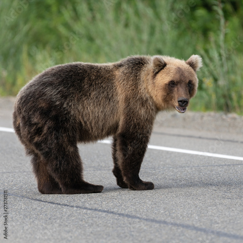 Wild young hungry and terrible Eastern brown bear (Kamchatka brown bear) standing on asphalt road, heavily breathing, sniffing and looking around. Eurasia, Russian Far East, Kamchatka Peninsula. photo