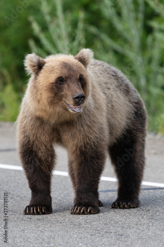 Wild young terrible and hungry Kamchatka brown bear (Eastern brown bear) standing on asphalt road, heavily breathing, sniffing and looking around. Eurasia, Russian Far East, Kamchatka Region.
