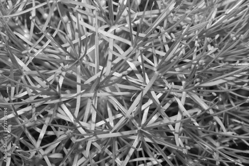 Fireball lily flower.Monochrome or black and white background Fireball lily flower.Monochrome or black and white background