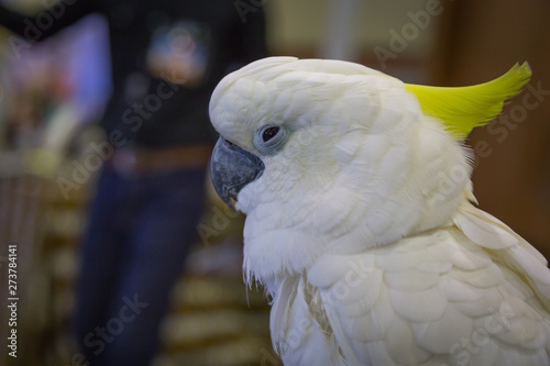 Head of Yellow-crested Cockatoo (Cacatua sulphurea) photo