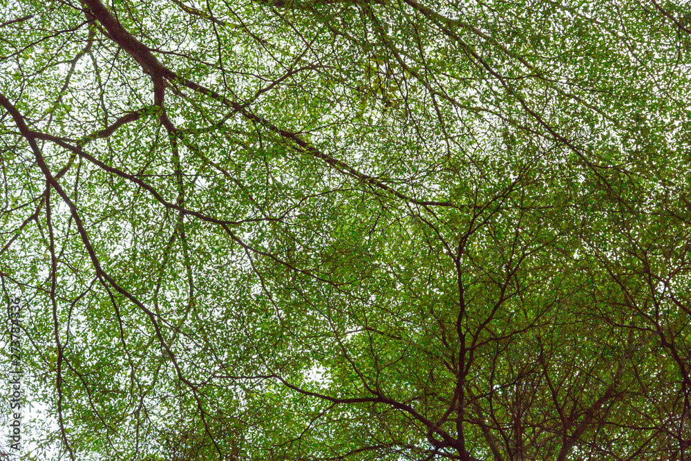 Fototapeta premium Green leaf