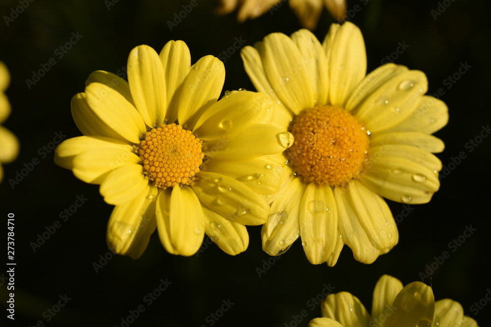 Obraz premium yellow flowers on green background