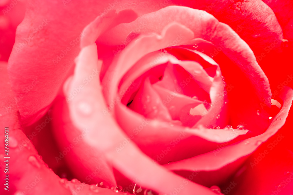Fresh rose with water drops Fresh rose with water drops