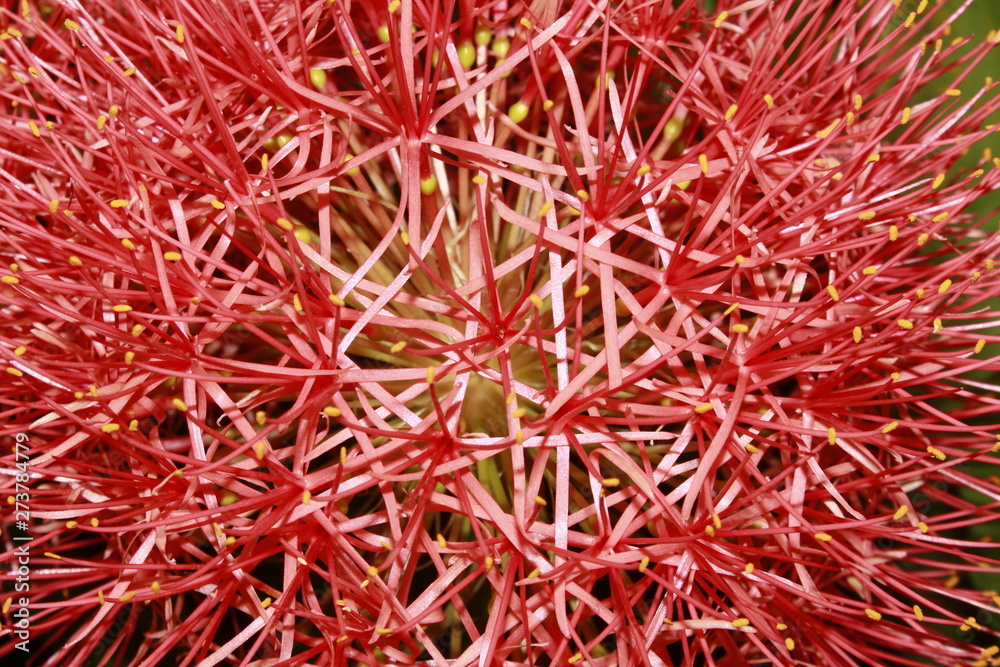 Abstract background and texture of red blood lily, ball lily(scadoxus multiflorus) flower. Abstract background and texture of red blood lily, ball lily(scadoxus multiflorus) flower.