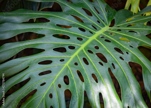 Monstera plants growing in tropical forest in the Chanchamayo region of Peru