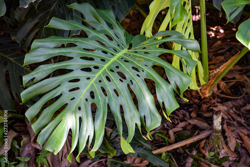 Monstera plants growing in tropical forest in the Chanchamayo region of Peru photo