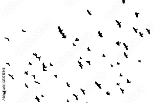 Flock of black birds on white sky.