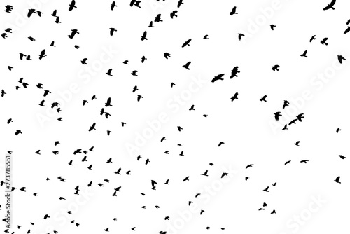 Large flock of black birds on white sky.