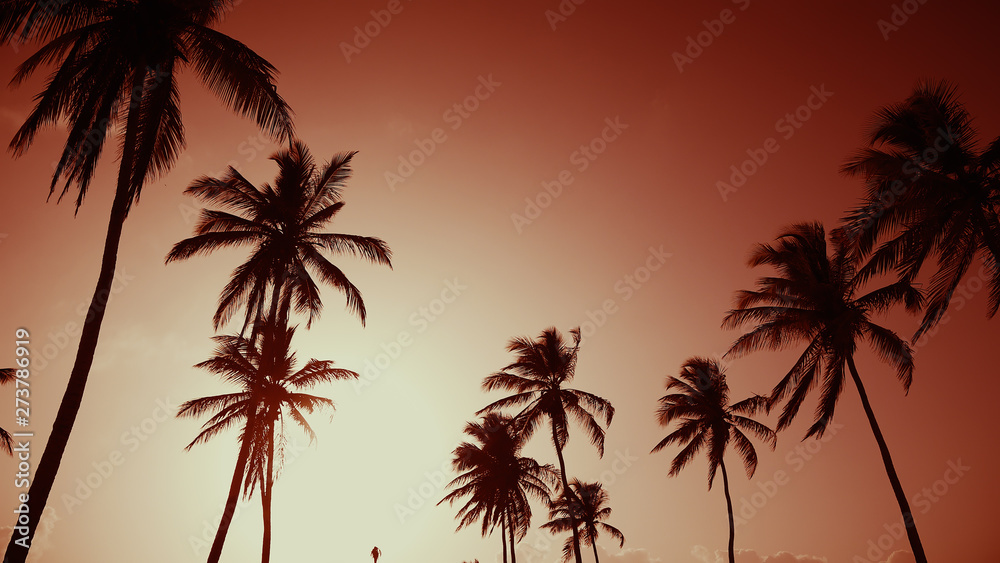 Silhouettes of paradise palms against the sunset sky. Sunny evening on the beach. Fairy sky dawn. Summer sunset on the palm beach of the Indian Ocean.