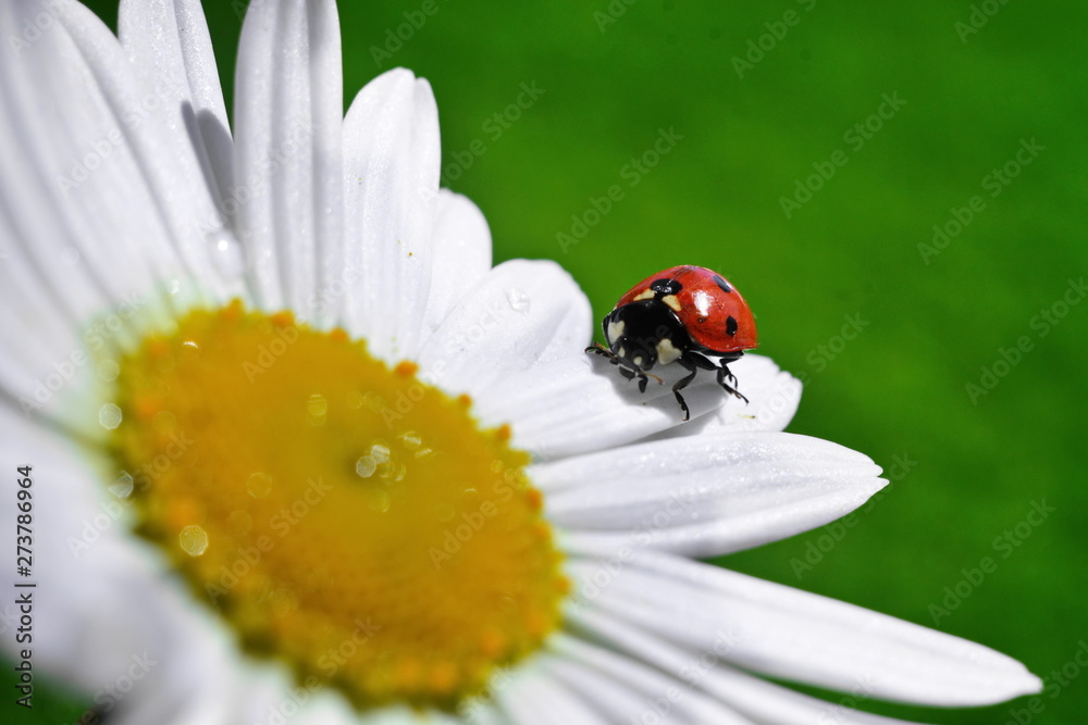 Small red ladybug crawling on white daisy petal on blurred green background. Close up. Selective focus