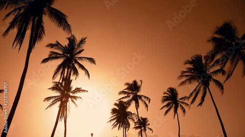 Yellow sunset palm trees and sky background. Amazing evening sky Hawaii. Palm trees against red sunset sky. Summer on a beautiful beach island. The big yellow sun sets over horizon. Hawaii palms beach