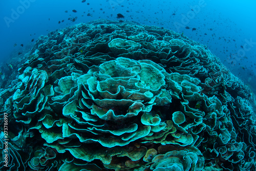 Photography Warm sea temperatures have caused coral bleaching on a reef in Indonesia