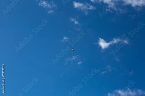 blue sky with flying Seagull