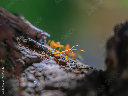 Behavior of ants.Worker ants are there working. © alohapatty
