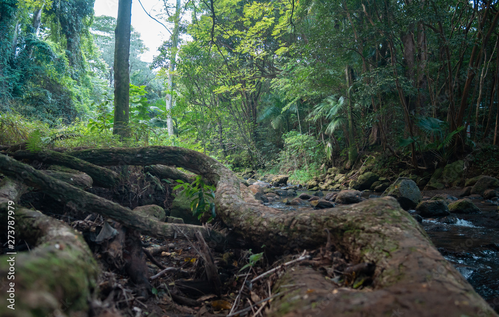 Fototapeta premium Big roots on a creek bank 