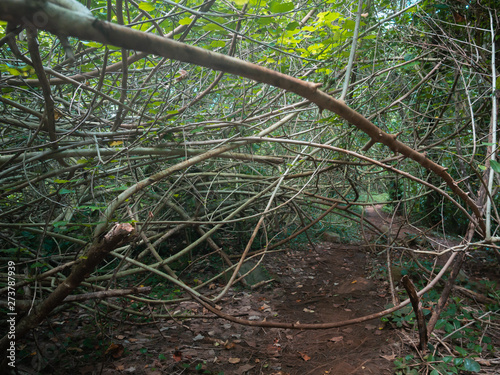 Web of Bamboo (wide angle)