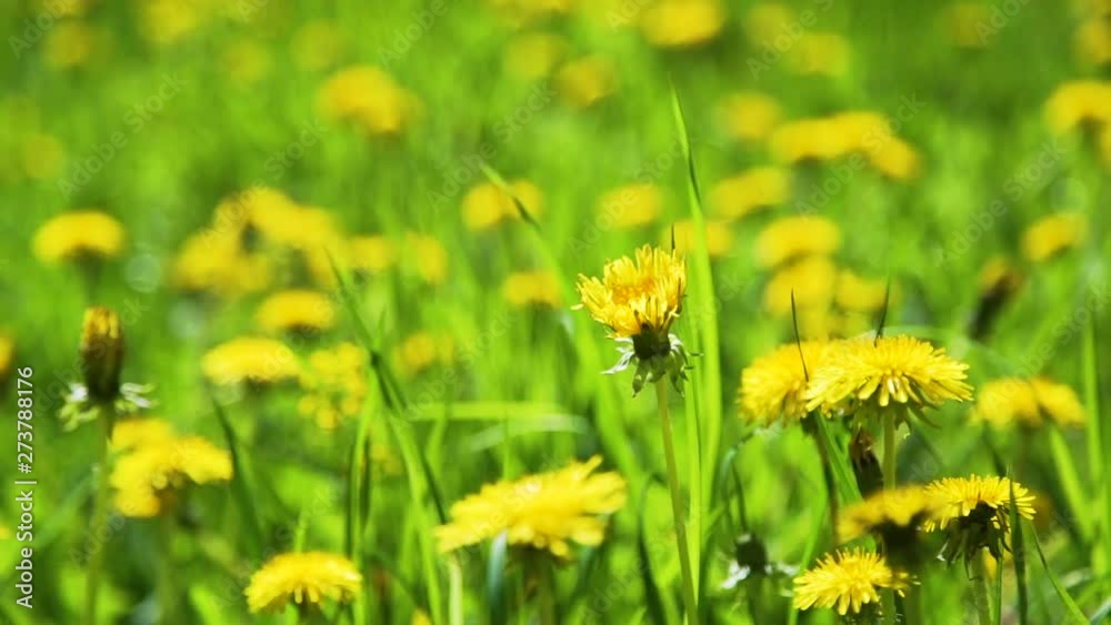Yellow Dandelions in the Field in Spring. Close Up View. Harmony with Nature, Concept of Vacation, Summer Leisure, Ecology Yellow Dandelions in the Field in Spring. Close Up View. Harmony with Nature, Concept of Vacation, Summer Leisure, Ecology