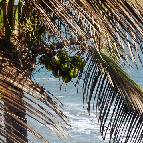 Descanso Bajo la Palma