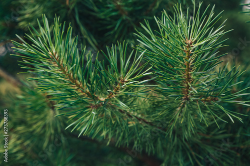 green branches of a coniferous tree  a natural background