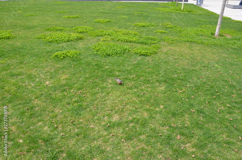 orange oriole bird in green grass or lawn