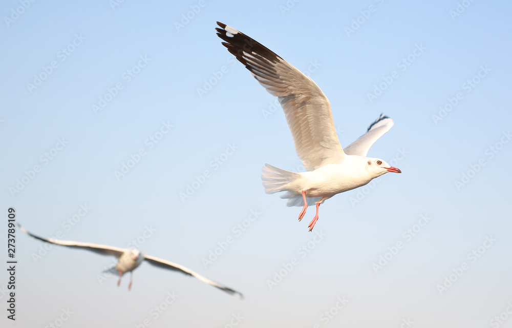 Obraz premium Seagulls flying in the sky at sunset.