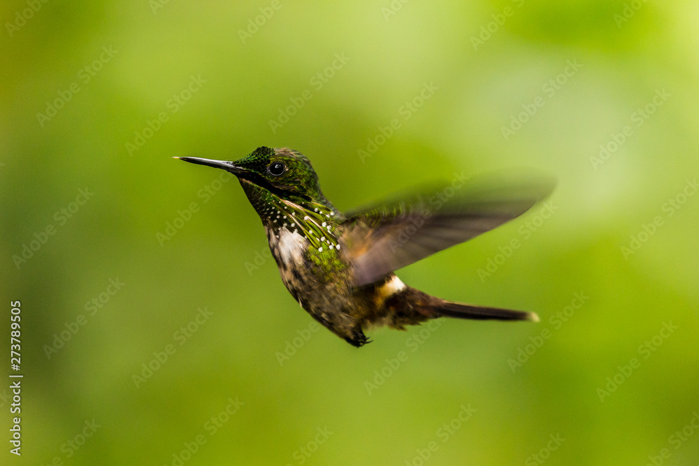 Fototapeta premium Birds