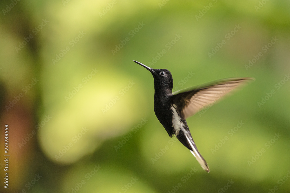 Fototapeta premium Bird