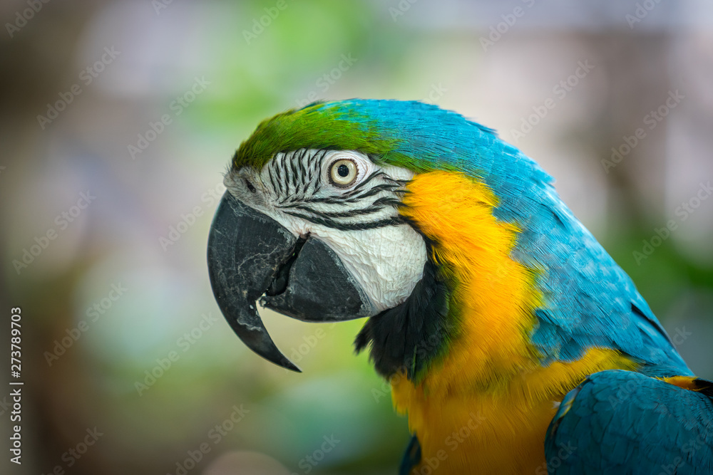 A colorful Parrot or macaw bird, close up on it's smile and happy face. Animal selected eye focus photo