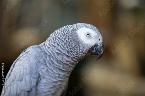 Portrait of grey Parrot bird during it looking back with amused moment. Selected animal eye focus and close up photo