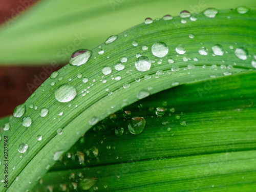 Fototapeta Water beading on green plant leaf