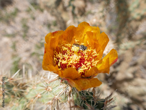 Bilde på lerret Bright orange buckhorn cholla cactus, Cylindropuntia acanthocarpa, blossom with
