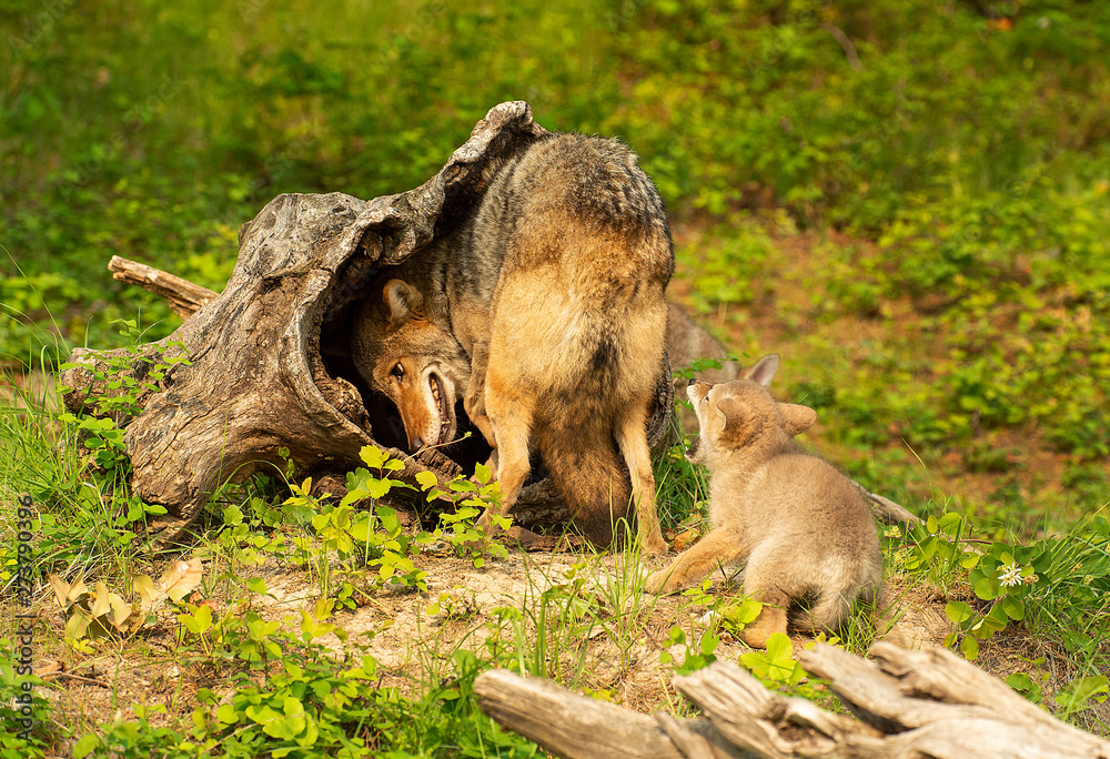 Fototapeta premium Coyote mother & pups