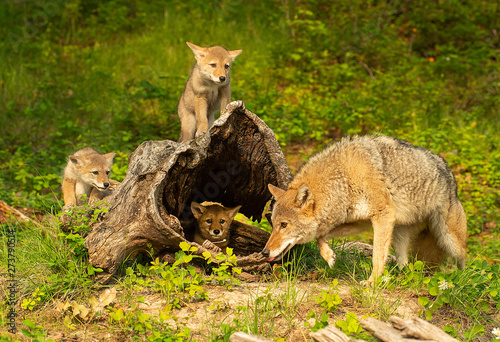 Fototapeta Coyote mother & pups