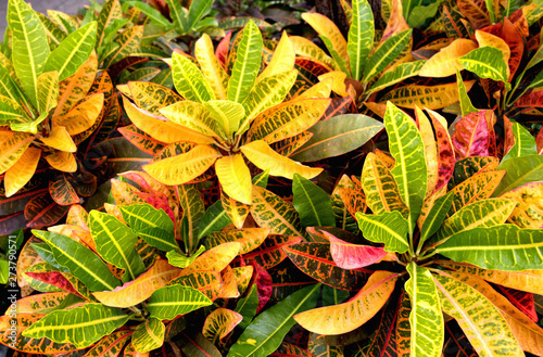 Multicolored leaves pattern of Croton plants (Codiaeum Variegatum) in the tropical ornamental garden